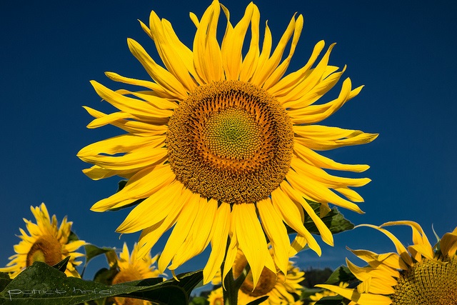 Sunshine Blogger Award!