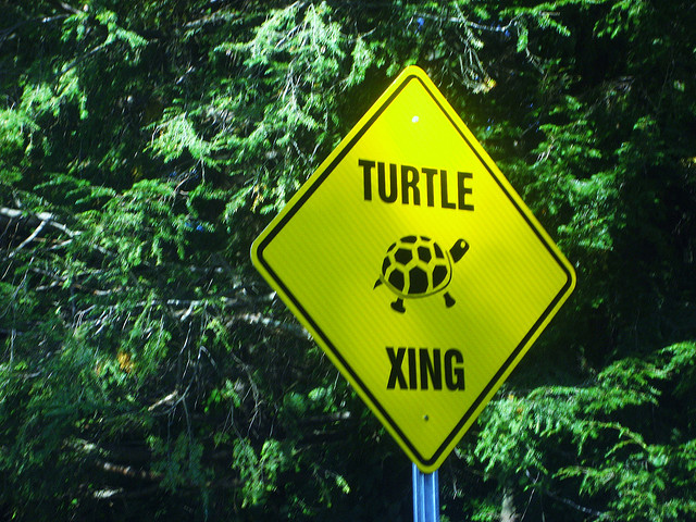 Want 2 Feel Happy? Stop & Help a Turtle (or something like&nbsp;that)