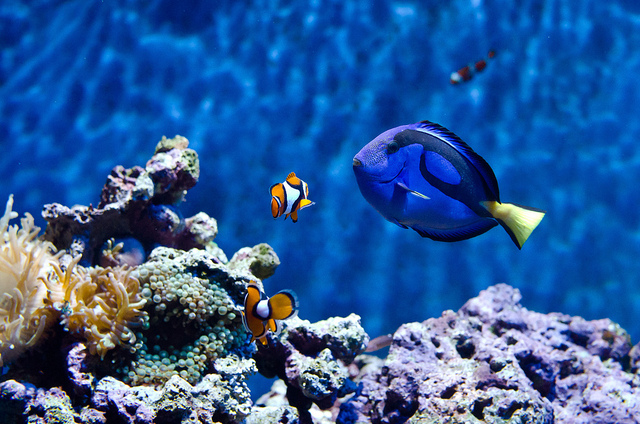 Why Finding Dory Might Leave U Stressed Out (& Two Tips 2 Calm&nbsp;Down)